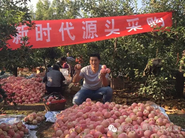 【五馬店產(chǎn)地直采】美味可口的沂源富士等您選！